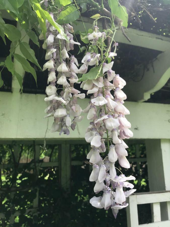 Wild Wisteria Acomodação com café da manhã Chadds Ford Exterior foto